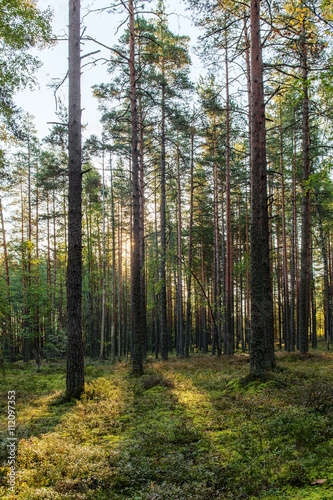 Fototapeta Naklejka Na Ścianę i Meble -  coniferous forest in early autumn