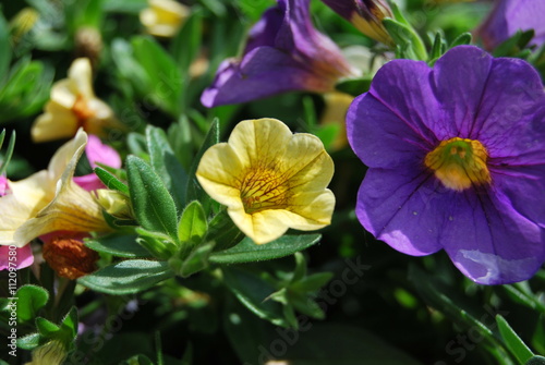 Zauberglöckchen, Millionbells (Calibrachoa) photo