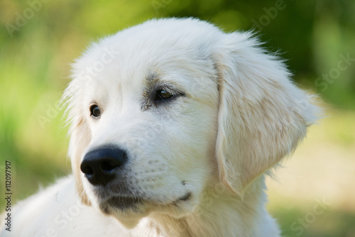 Golden retriever three months old dog portrait with a green grass background..