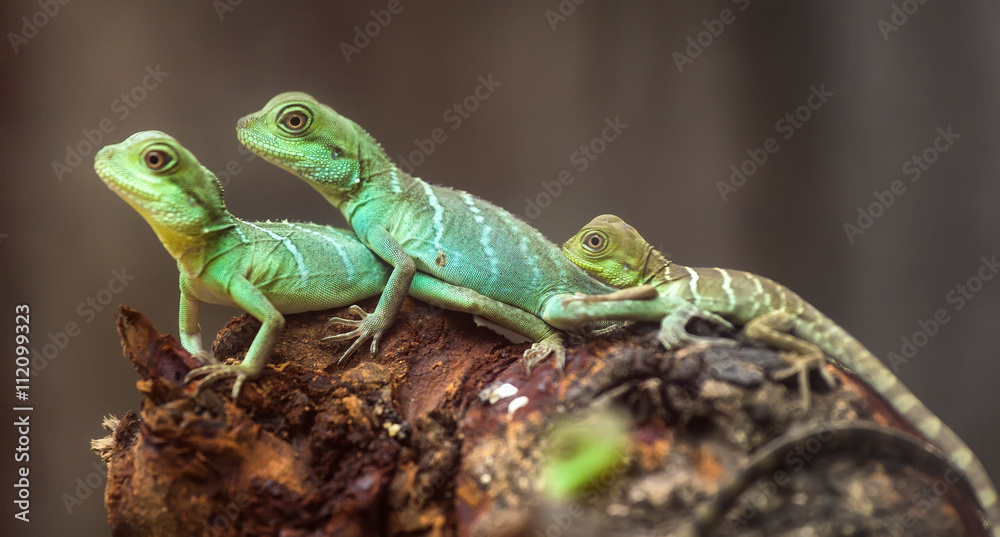 Lizard families together with the couple and child in the tree is looking to the future so cute when watching them in zoo