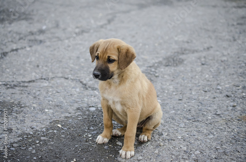 Homeless puppy on the road