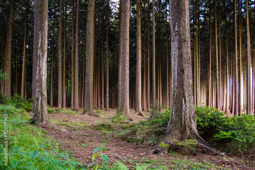 Distant darkness in forest.