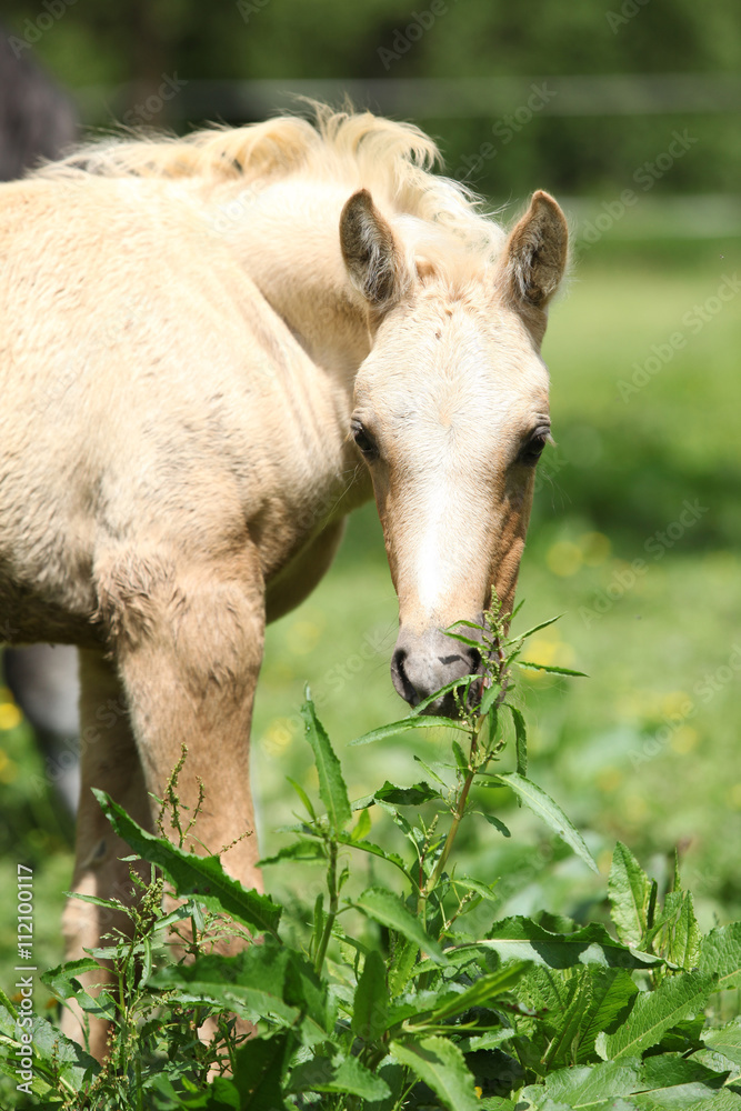 Fototapeta premium Amazing foal on pasturage