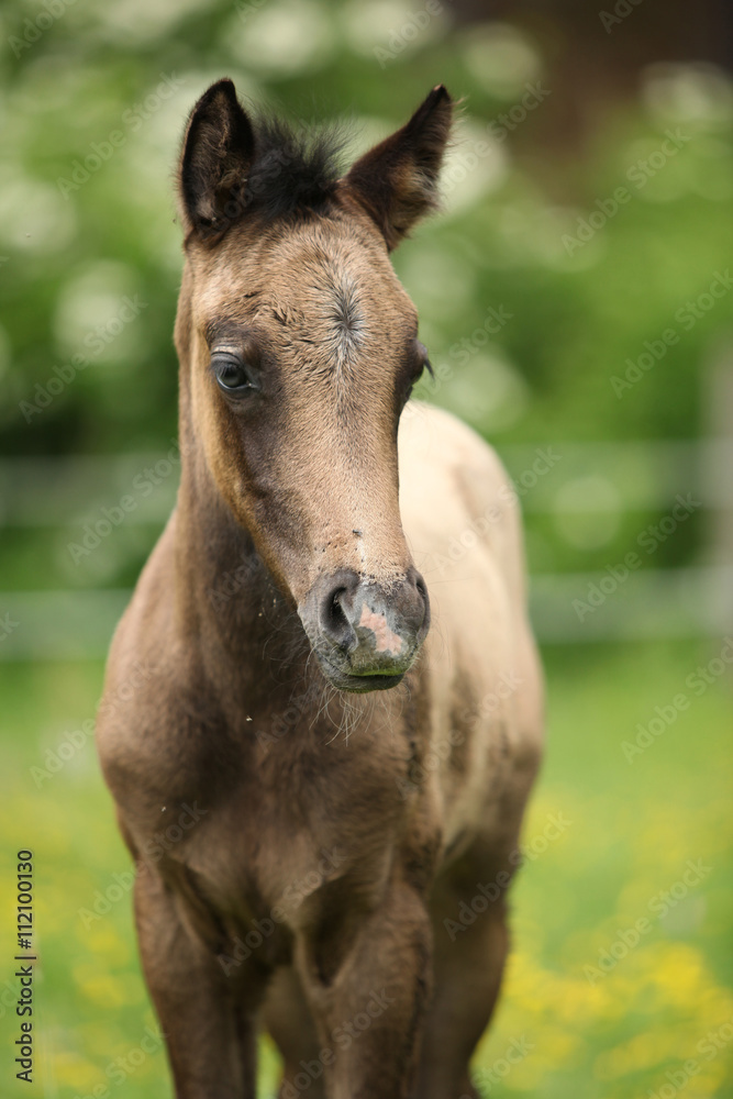 Fototapeta premium Amazing foal on pasturage