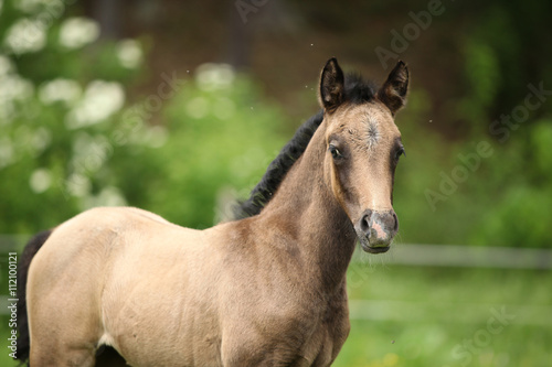 Amazing foal on pasturage