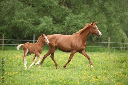 Fototapet Lovely couple - mare with its foal - running together