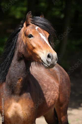 Lovely brown pony with nice black mane looking at you