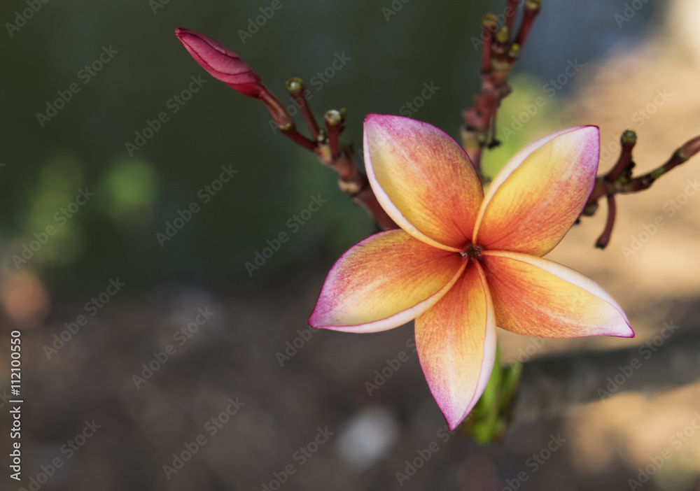 Fototapeta premium Plumeria spp