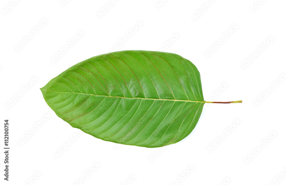 Obraz premium mitragyna speciosa korth (kratom) a drug from plant to a categor