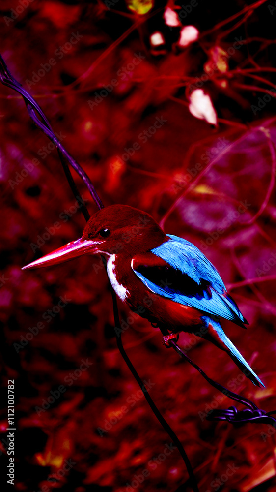 Naklejka premium Abstract Tropical Kingfisher