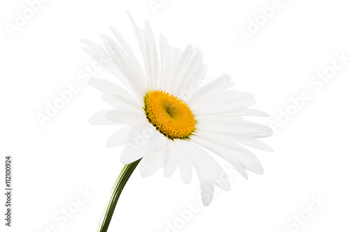 chamomile flower isolated