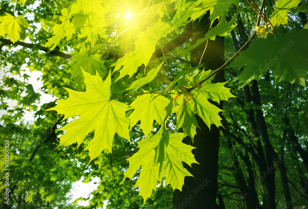 Obraz premium Beautiful spring leaves of maple tree and sunlight