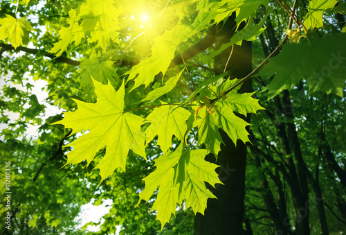 Valokuvatapetti Beautiful spring leaves of maple tree and sunlight
