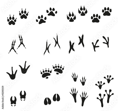 Tracks of wild animals and birds. Paw print.