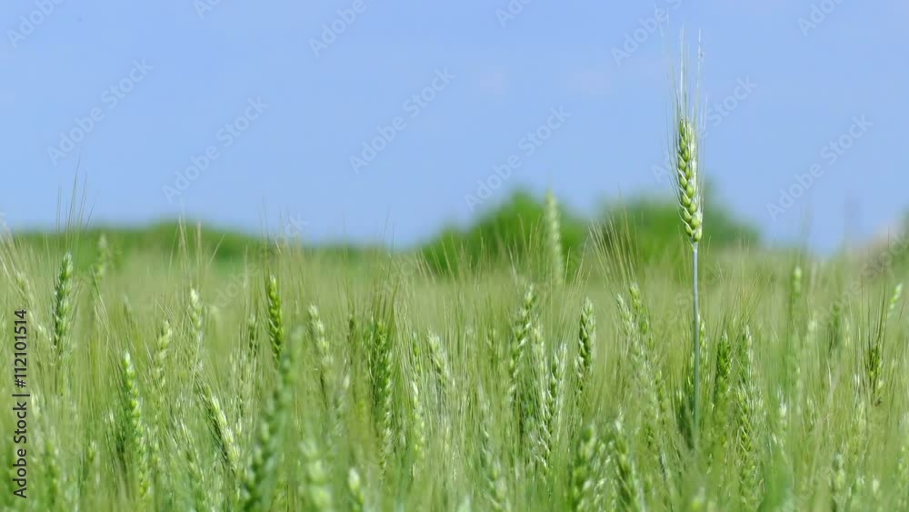 Green wheat dancing in the wind on a beautiful sunny day Green wheat dancing in the wind on a beautiful sunny day