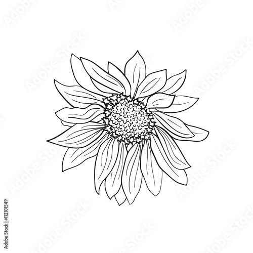 Hand drawn flower. Flower outlines in sketch style isolated on white background. Black ink flower illustration for coloring books.