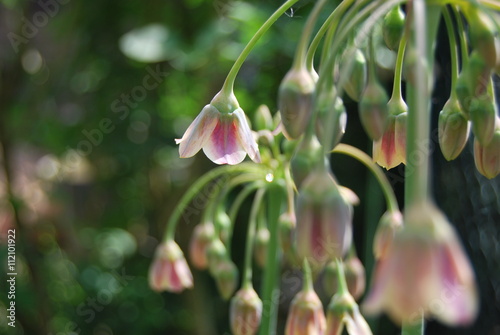 Sizilianischer Honiglauch (Allium siculum) photo