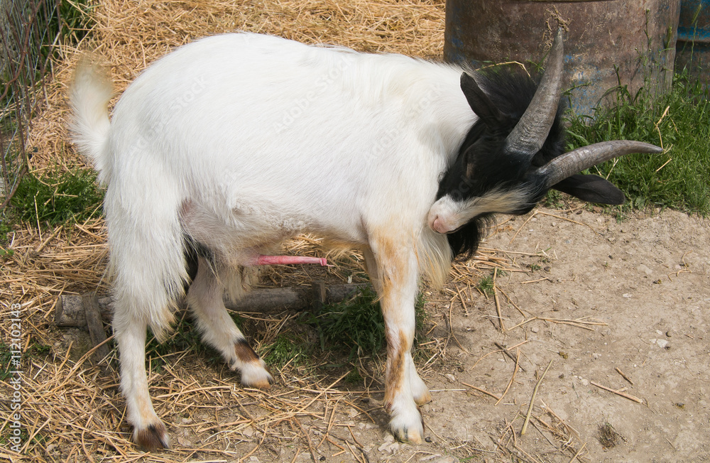Portrait of tibetan goat showing her penis. Black and white goat, excited, with erect penis.
