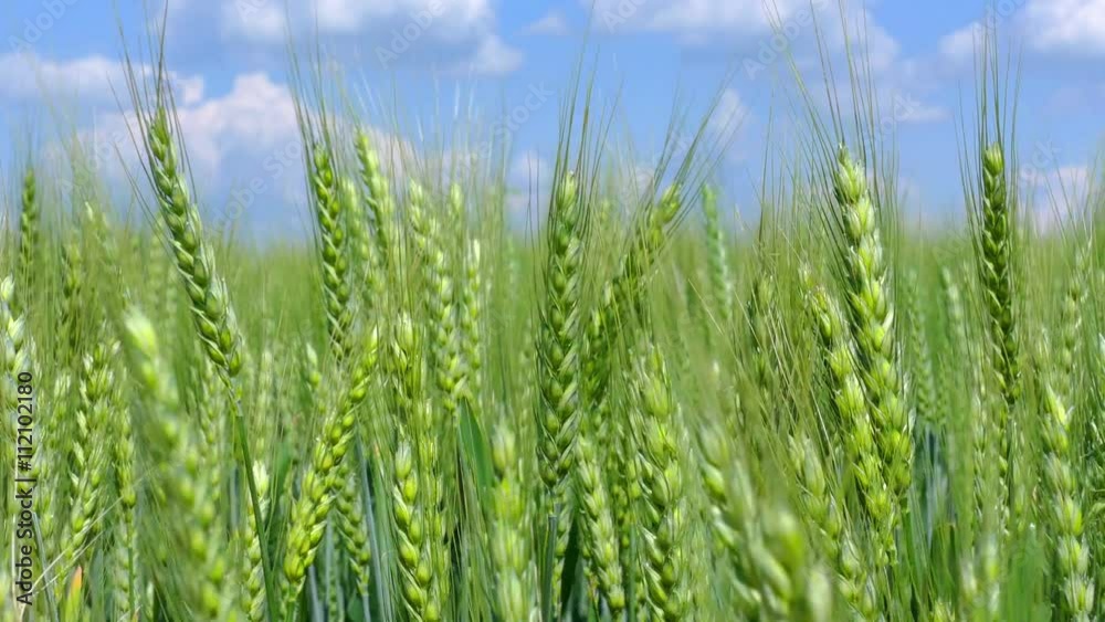 Green wheat dancing in the wind on a beautiful sunny day Green wheat dancing in the wind on a beautiful sunny day