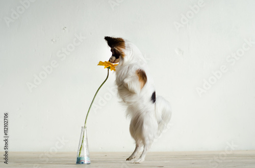 Dog is sniffing flower