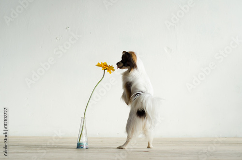 Dog is dancing with a flower