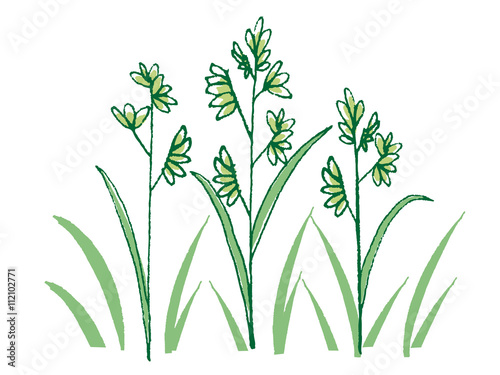 vector  weeds  weed
