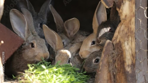 Domestic rabbits in a cage. Family gray rabbits eat grass, leaves and corn. Bunny sniffing. Domestic farming. In the village with his grandmother.