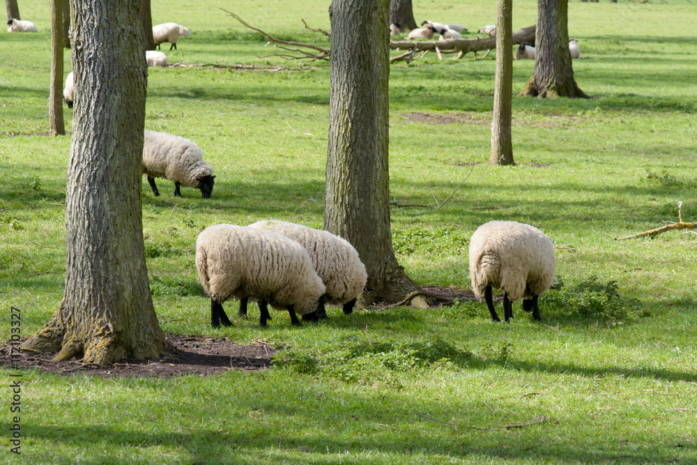 Sheep grazing in field in English countryside Sheep grazing in field in English countryside