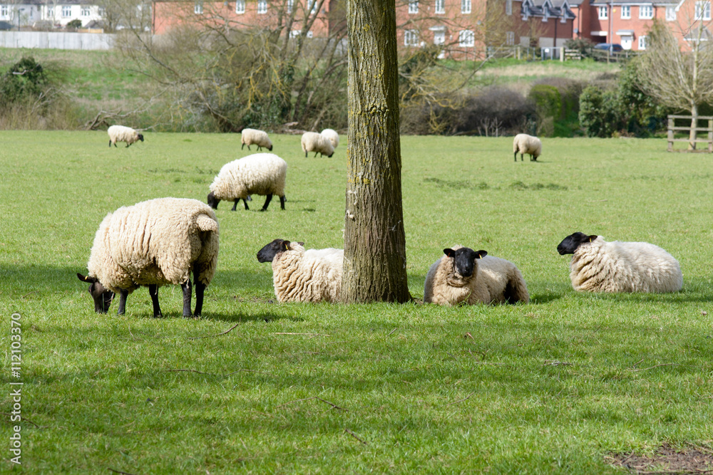 Obraz premium Sheep grazing in field in English countryside