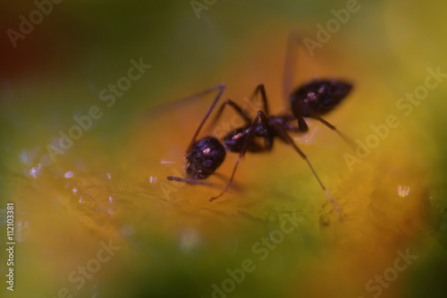 Hungry Black Ant