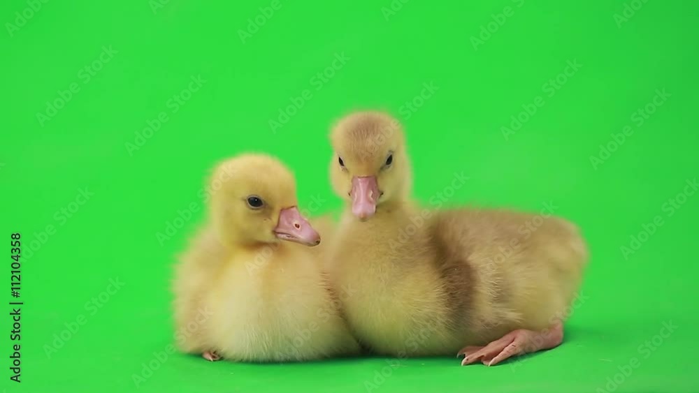 little ducklings on the green screen little ducklings on the green screen
