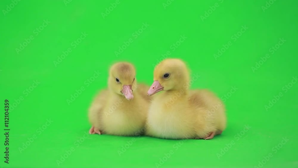 little ducklings on the green screen little ducklings on the green screen