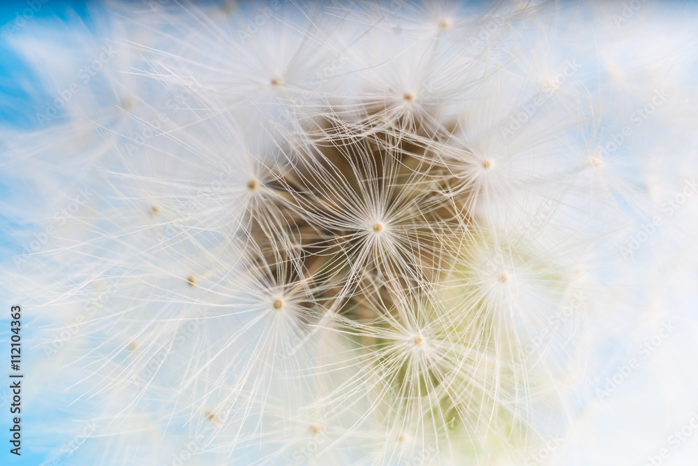 Fototapeta premium Dandelion abstract blue background. Shallow depth of field.