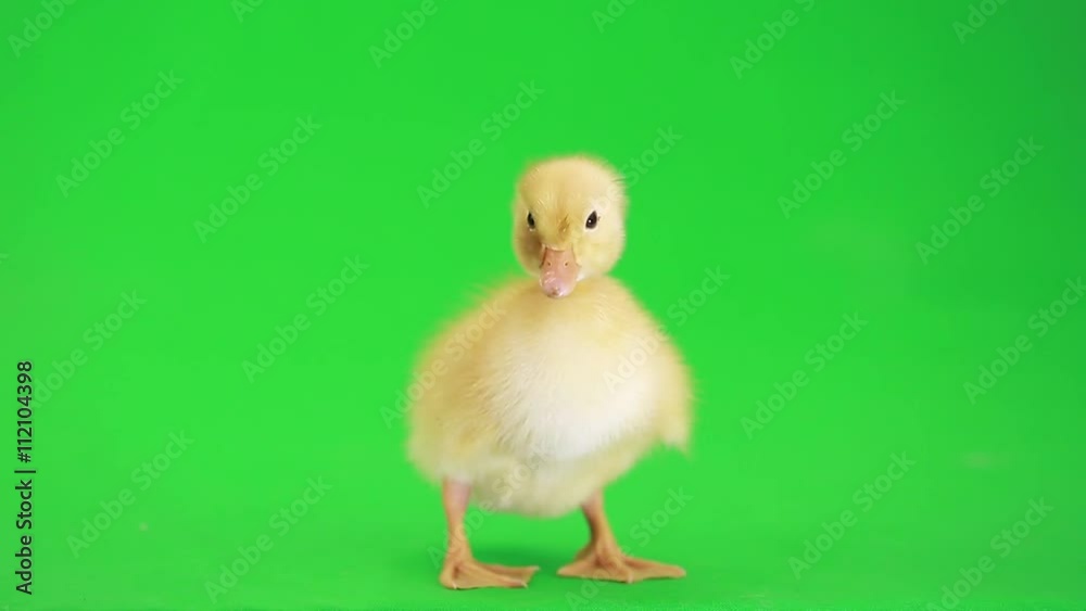 little duck on the green screen