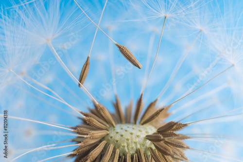 Dandelion abstract blue background. Shallow depth of field.