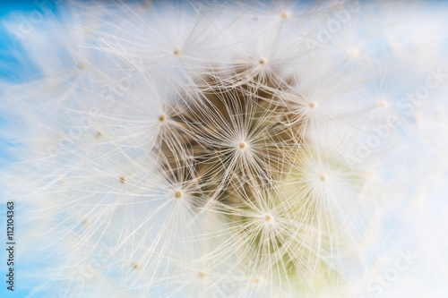 Dandelion abstract blue background. Shallow depth of field.