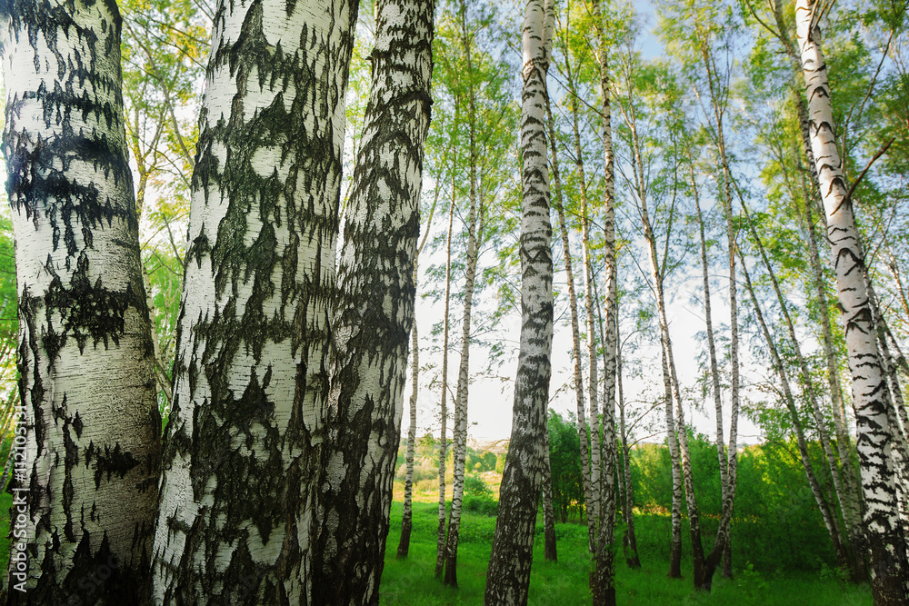 Obraz premium forest birch