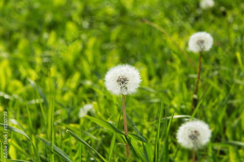 dandelion in a meadow