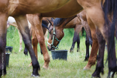 Fototapeta Naklejka Na Ścianę i Meble -  Horse feeding on the meadow