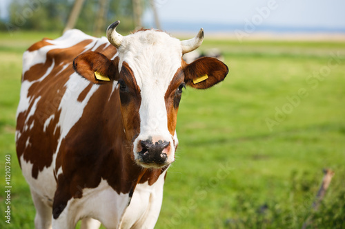 The cow close up