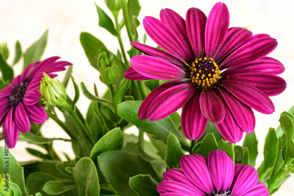 Obraz premium May flowers close-up