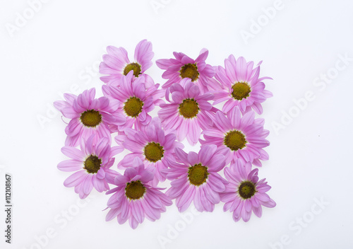 Close up of the pink chrysanthemum flowers © wjarek