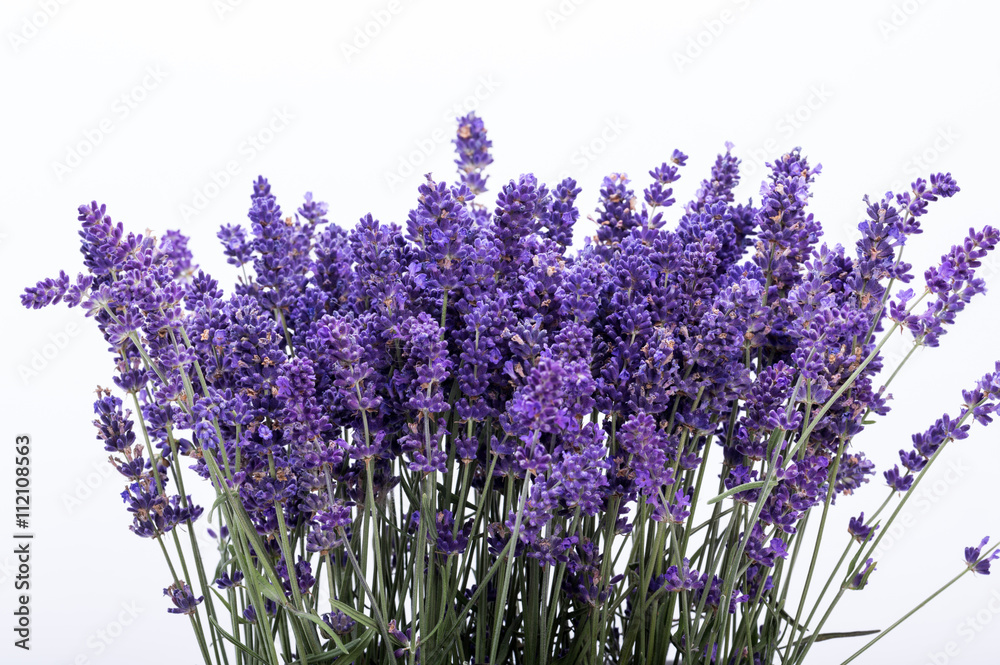 Fototapeta premium .Lawender na białym tle. Ścieśniać.