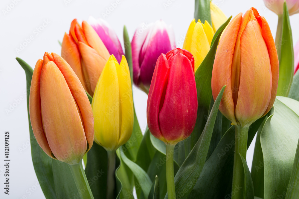 colorful bouquet of fresh spring tulip flowers colorful bouquet of fresh spring tulip flowers