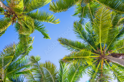Blue sky and palm trees view from below