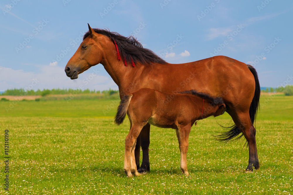 Mother sorrel horse nurse foal Mother sorrel horse nurse foal