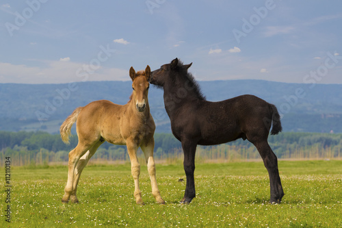 Two cute brown and black foal on the meadow