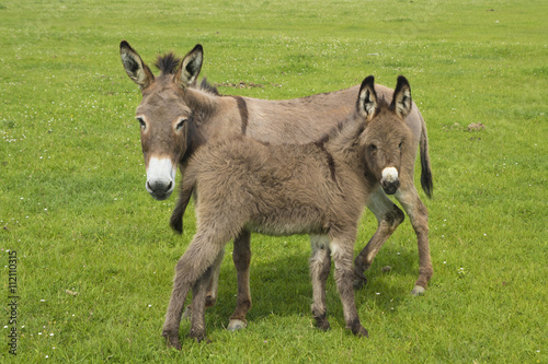 Fotobehang Mother and baby donkey