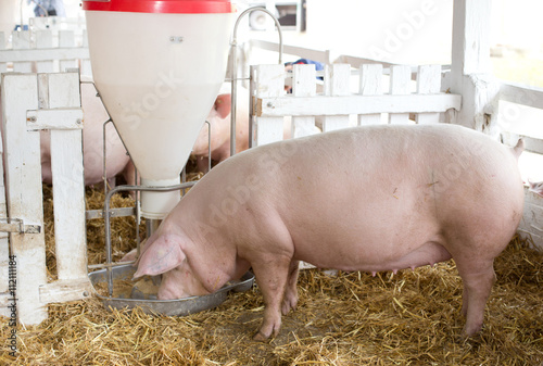 Pigs eating from hog feeder