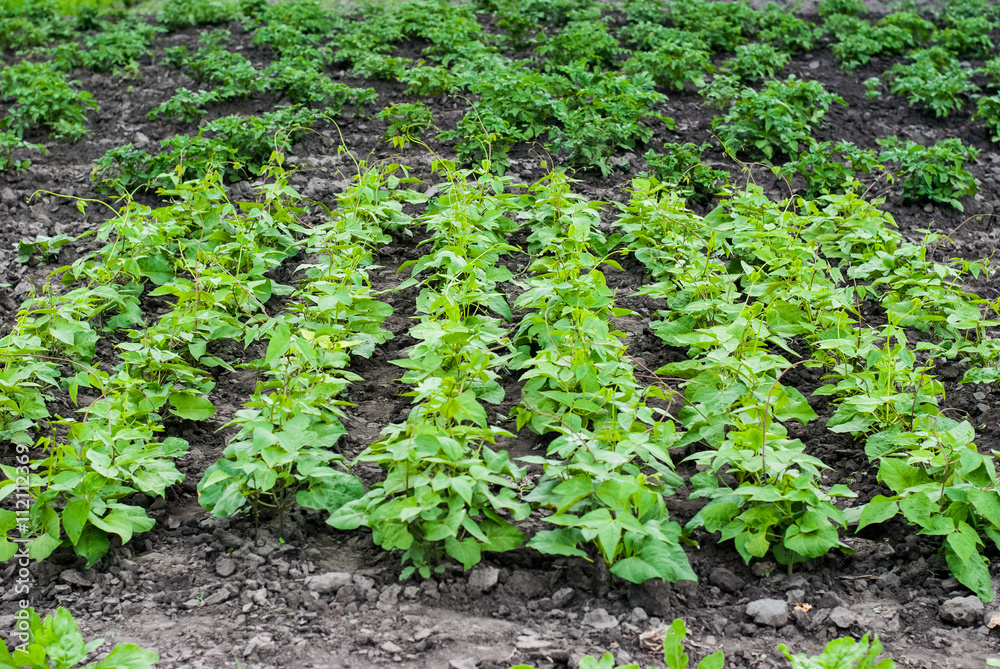 Straight rows of beans in a beautiful garden. Proper nutrition and environmental.